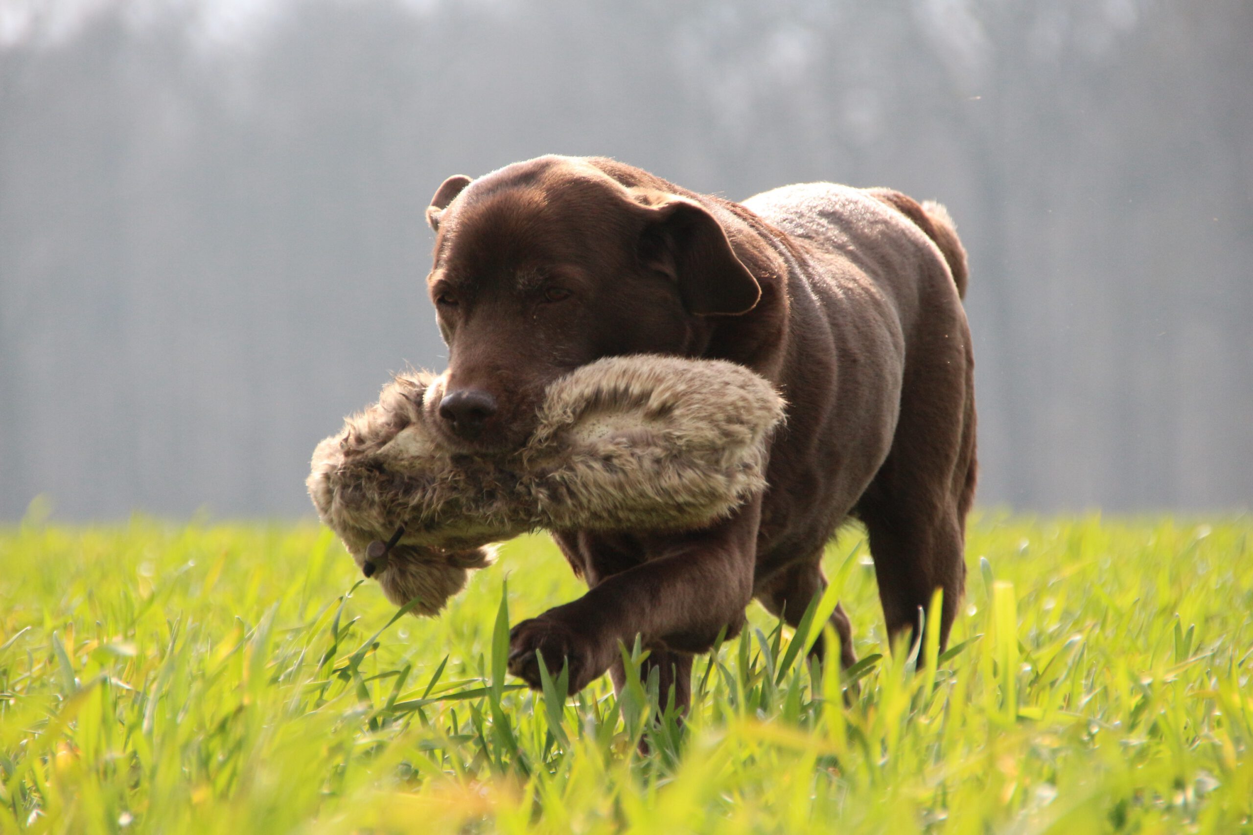 von der Plüschmorswies