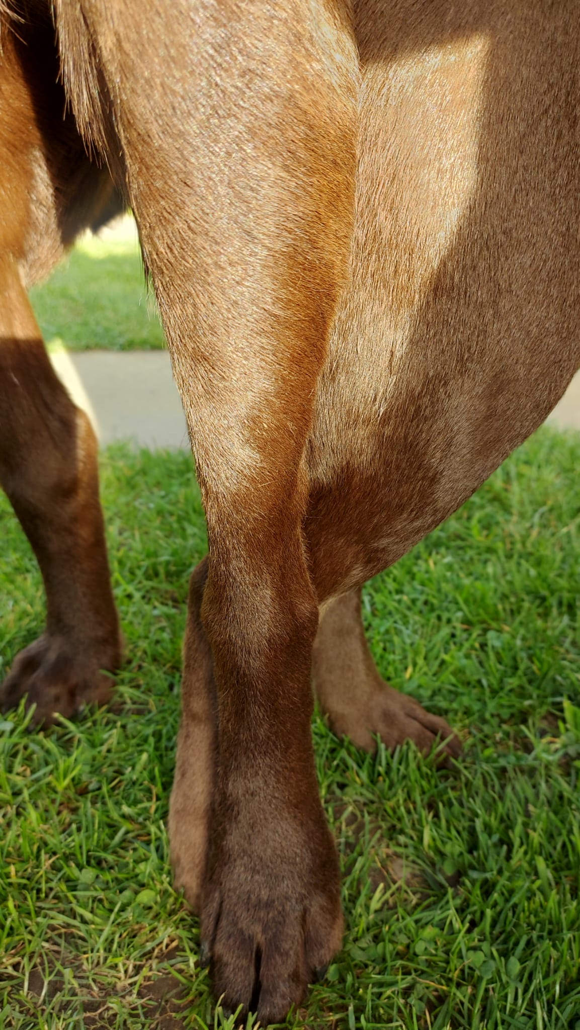 von der Plüschmorswies