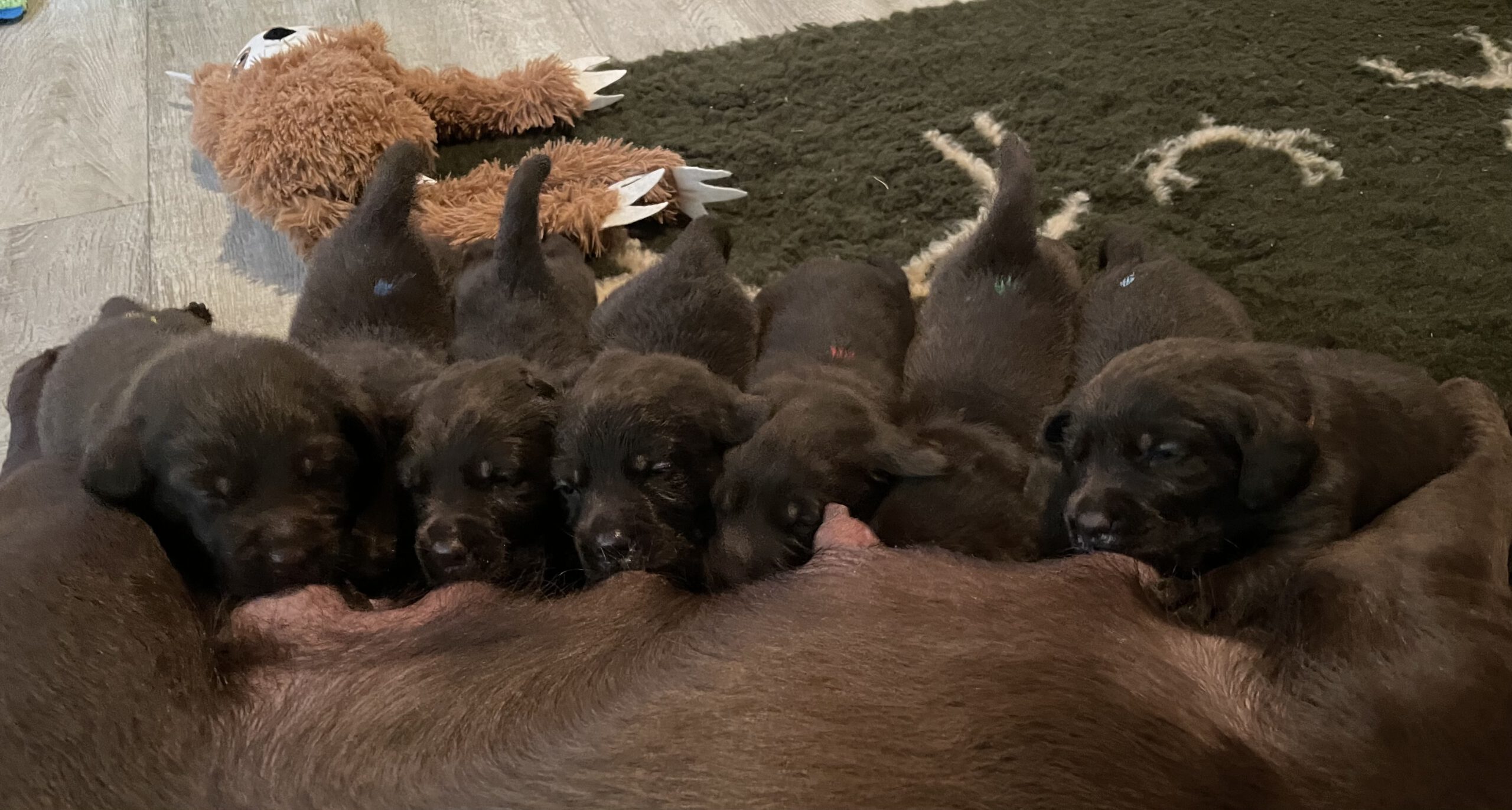 von der Plüschmorswies