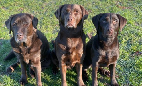 Hunde