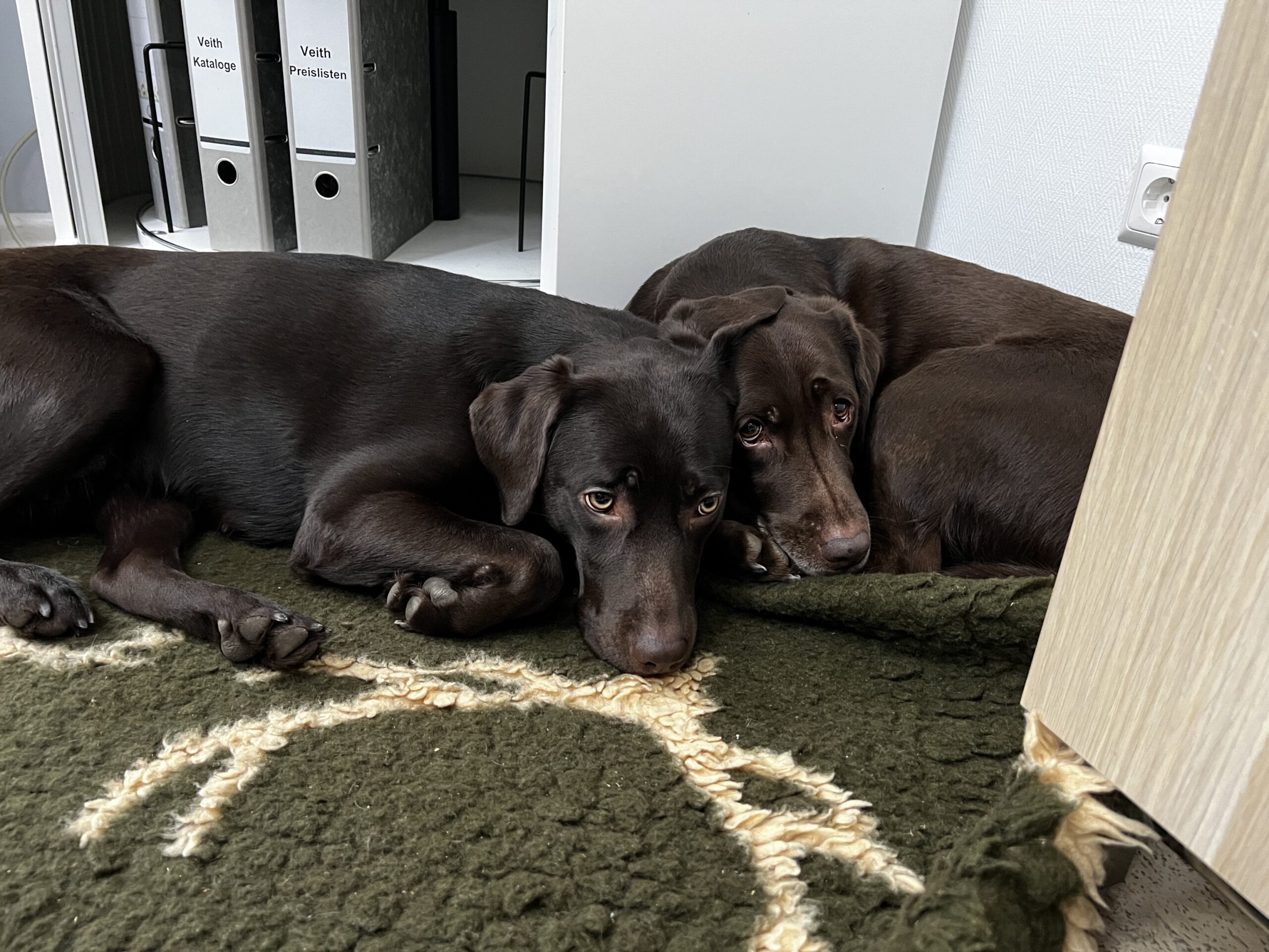 von der Plüschmorswies