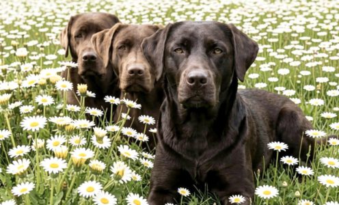 Hunde